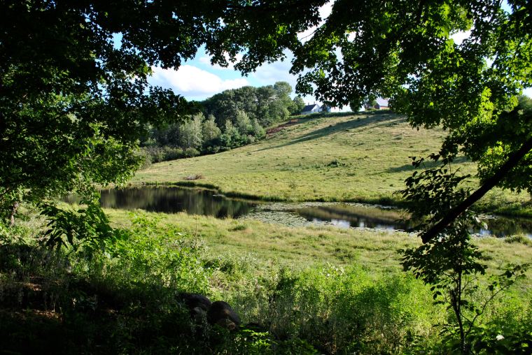 The pond in the summer